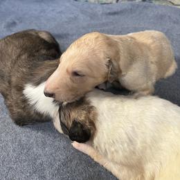 Duncan - Cream male Borzoi puppy in Clinton, Tennessee from Ivanhoe Borzoi