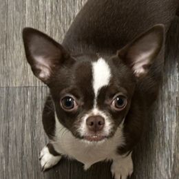 Evie - Chihuahua