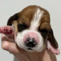 Twizzler (red) - Brown black and white female Basset Hound puppy in Kingsport, Tennessee from Bear’s Bassets