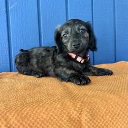 Mr  Orange collar. AKC - Brindle male Dachshund puppy in Willow Springs, Missouri from Krazy Acre Farm