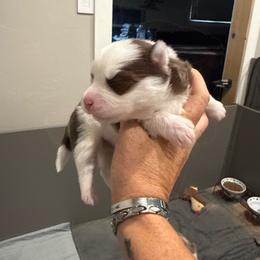 Franky Frankenstein - Chocolate male Pomsky puppy in Scandinavia, Wisconsin from Bonnie’s Little Fluffys