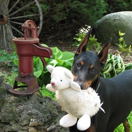 Doberman Pinscher Puppies from Laurel Vail