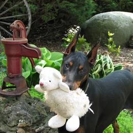 Doberman Pinscher Puppies from Laurel Vail