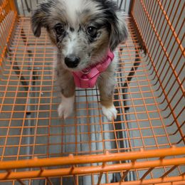 Reggie - Blue merle female Miniature Australian Shepherd puppy in Bend, Oregon from Wonderland Aussies