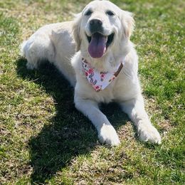 Jolene - Golden Retriever
