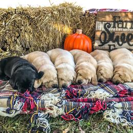 Dilute Retriever and Labrador Retriever Puppies from Megans Labradors