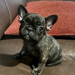 Girl 2 - Brindle female French Bulldog puppy in Livingston, Texas from Drake Home Frenchies