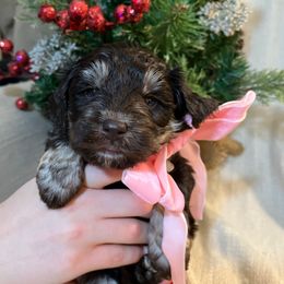 Female - Brown female Schnoodle puppy in Fredericksburg, Virginia from Growing Puppies