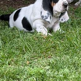 Male 3 - Black white and tan male Basset Hound puppy in Manchester, Tennessee from Middle TN Leopard Catahoulas and Middle TN Bassett Hounds