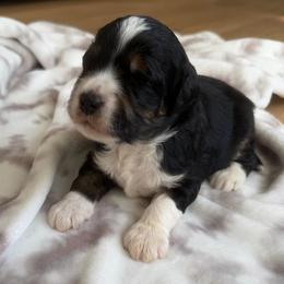 Fez - Tri-color male Bernedoodle puppy in Fishers, Indiana from Fishers Bernedoodles