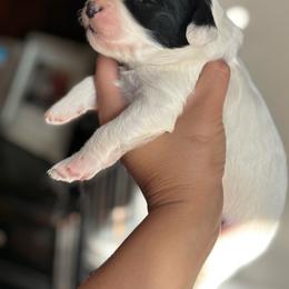 Trolli - Parti female Goldendoodle puppy in Anderson, South Carolina from M & L Pups