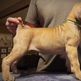 Light Green - Boerboel puppy in Naples, New York from Freedom Boerboels LLC