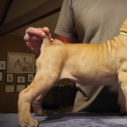 Light Green - Boerboel puppy in Naples, New York from Freedom Boerboels LLC