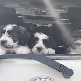 Portuguese Water Dogs from Pleasant Hill Portuguese Water dog