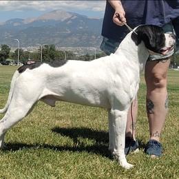 Uno - American Bulldog