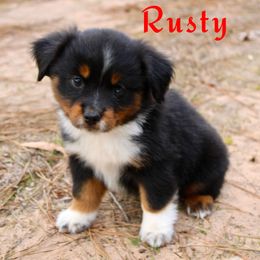 Rusty - Black tri Miniature Australian Shepherd puppy in Paris, Texas from Kuttin’ Up Mini Aussies