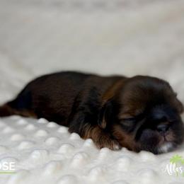 Helios - SPECIAL NEEDS - Red male Shih Tzu puppy in Alice, Texas from Altas Palmas Shih Tzu