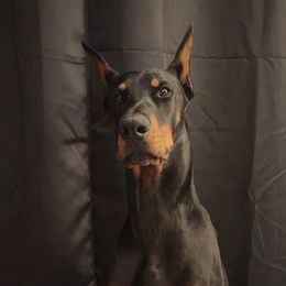 Diablo - Doberman Pinscher