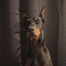 Diablo - Doberman Pinscher