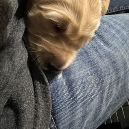 Golden Retriever Puppies from Golden Kiss Retrievers