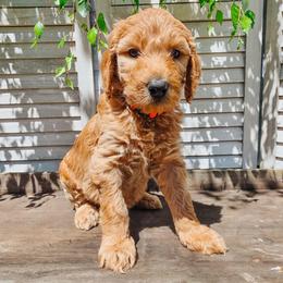Nirvana - Cream female Goldendoodle puppy in Everett, Washington from Big Top Doodles