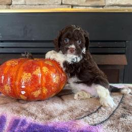 Jamison - Brown and white male Cockapoo puppy in Holton, Indiana from MoonShine Babies / OZ