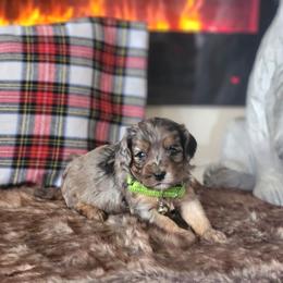Meet Peanut :) - Merle male Cavapoo puppy in Centerville, Iowa from Barnyard Dachshunds, Dals & Doodles