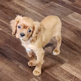 Jolt Puppy 2 - Ruby male Cavalier King Charles Spaniel puppy in Racine County, Wisconsin from Hough's Danes and Cavaliers