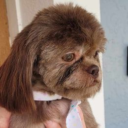 Peb - Shih Tzu