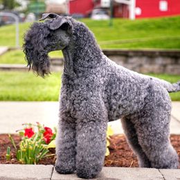 Kerry Blue Terrier All Grown Up from Cavan Kerry Blues