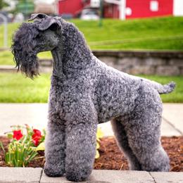 Kerry Blue Terrier All Grown Up from Cavan Kerry Blues
