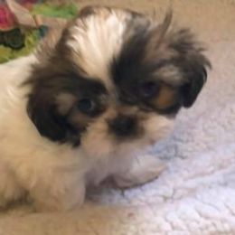 Boxer and Shih Tzu Puppies from The Dog House LLC