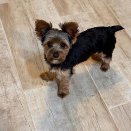 Posey - Yorkshire Terrier