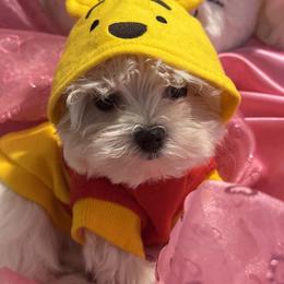 Maltese Puppies from The Royal Furbabies