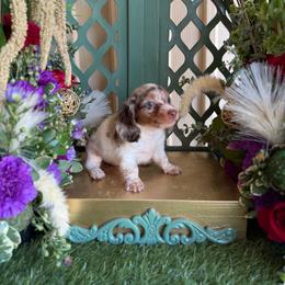 Chocolate and piebald dapple long hair male - Dapple male Dachshund puppy in Wills Point, Texas from East Mini Dachshunds Texas