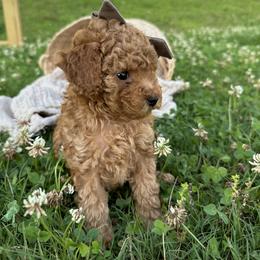 Poodle Puppies from Bruno & Co. Puppies