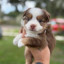 Dixie ASDR - Red tri female Toy Australian Shepherd puppy in Polk City, Florida from Skaky Shepherds