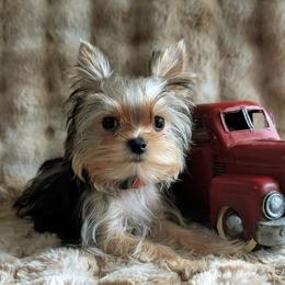 Boba - Yorkshire Terrier