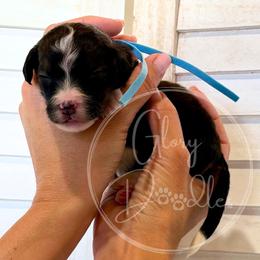 Barbie - Aqua - Sable female Bernedoodle puppy in Rockwall, Texas from Glory Doodles
