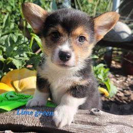 Lime green bandana boy - Black and tan male Pembroke Welsh Corgi puppy in Cherokee, Oklahoma from MCS Farms-OK