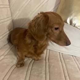 Winston - Dachshund