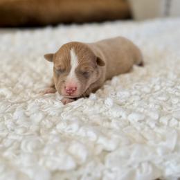 Boone - Fawn male Pembroke Welsh Corgi puppy in Payson, Utah from Spring Creek Aussies + Corgis