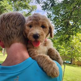 Marigold - Yellow and white female Bernedoodle puppy in Columbia, Missouri from Silver Creek Pups