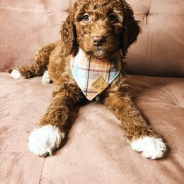 Goldendoodle Puppies from The Doting Doodle
