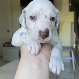 Dalmatian Puppies from Soflo Dalmatians