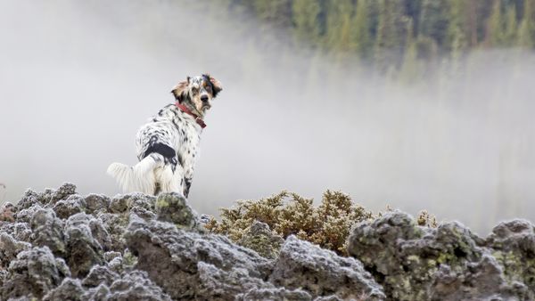 Find Llewellin Setter puppies for sale