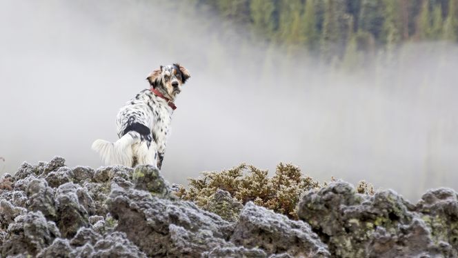 Llewellin Setter