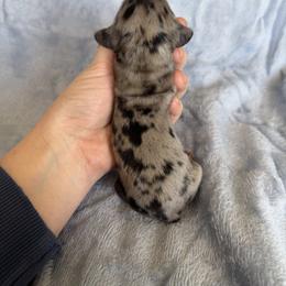 Mario - Dapple male Dachshund puppy in Stamford, Texas from West Texas Miniature Dachshunds