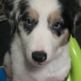 Australian Shepherd Puppies from Sara's Nor-Cal Aussies