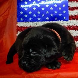 Girl 4 - Black female Labrador Retriever puppy in Holyoke, Massachusetts from Urban Oak Labradors LLC
